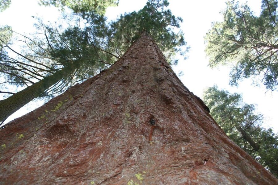 From Vegas to San Francisco: 7-Day National Park Tour - At a glance: what makes this route special
