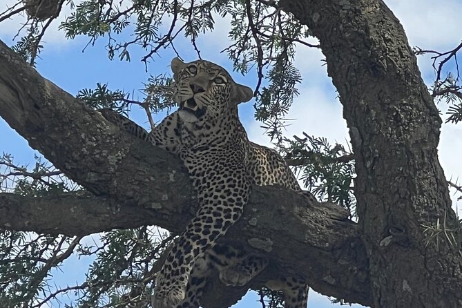 From Victoria Falls: Chobe National Park Small Group Tour - Key points before you book