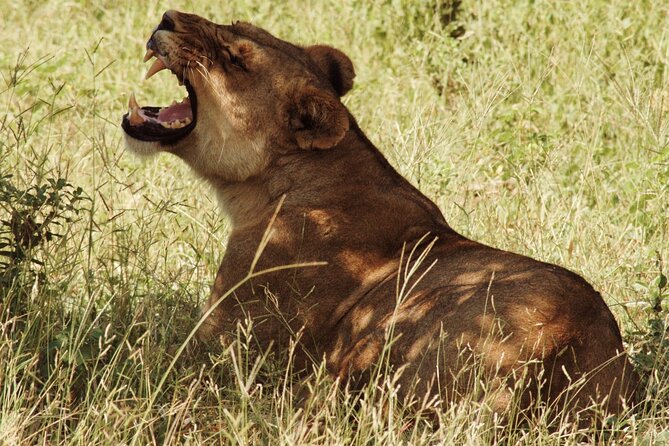 From Victoria Falls: Chobe National Park Small Group Tour - Why Chobe makes a strong Victoria Falls day trip