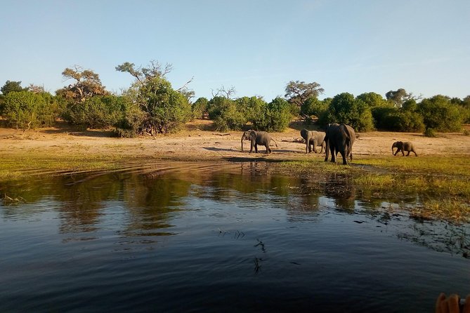 From Victoria Falls: Chobe National Park Small Group Tour - The afternoon Chobe game drive