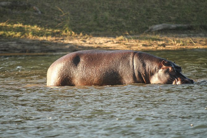 From Victoria Falls: Chobe National Park Small Group Tour - Who should book this day trip