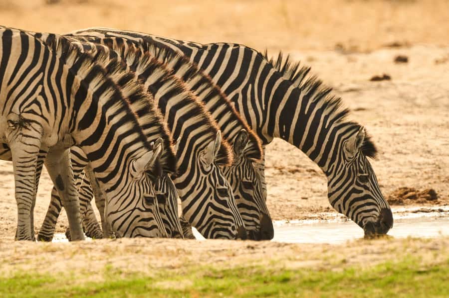 From Victoria Falls: Chobe National Park Small Group Tour - Practical ways to make the day better