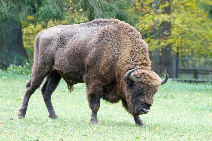 From Warsaw: Small-Group Tour to Bialowieza National Park - Why Białowieża is worth the long ride