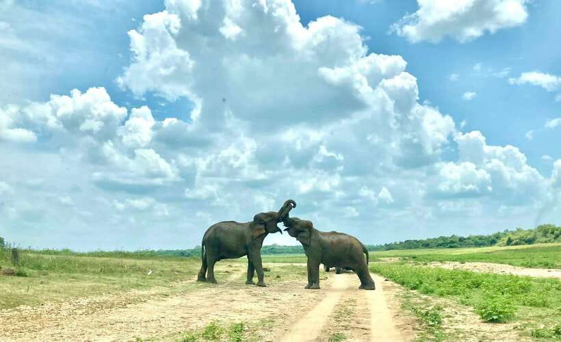 From Weligama : Udawalawa National Park Safari Tour - Comfort on a long Sri Lankan road day