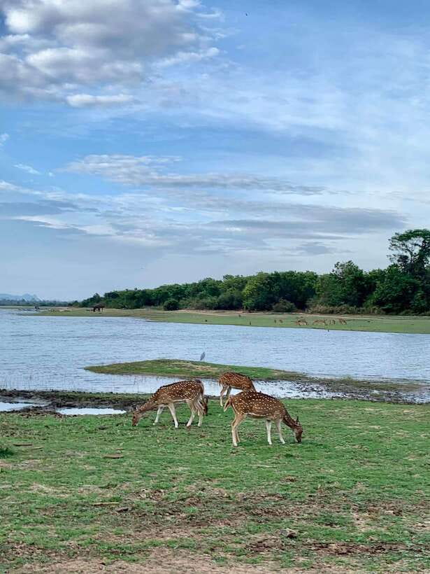 From Weligama : Udawalawa National Park Safari Tour - Who should book this safari?