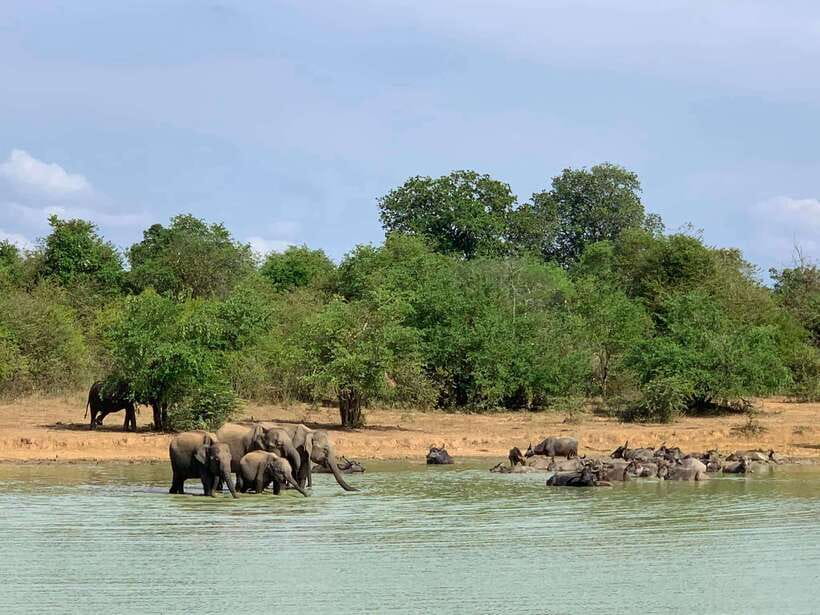 From Weligama : Udawalawa National Park Safari Tour - Booking details that matter