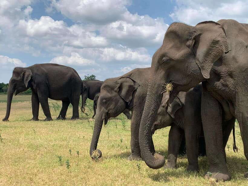 From Weligama : Udawalawa National Park Safari Tour - Three hours inside Udawalawe National Park