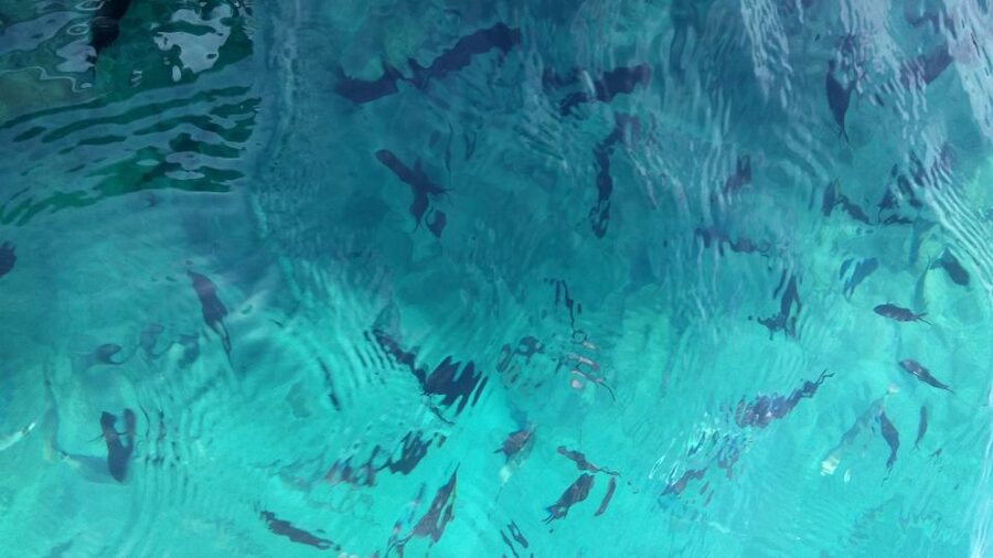 From Zadar: Private Speedboat Tour of Kornati National Park - Practical ways to make the day better