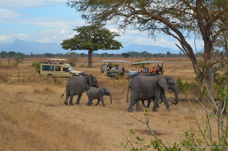From Zanzibar: day Safari to Mikumi National Park - The good and the difficult parts