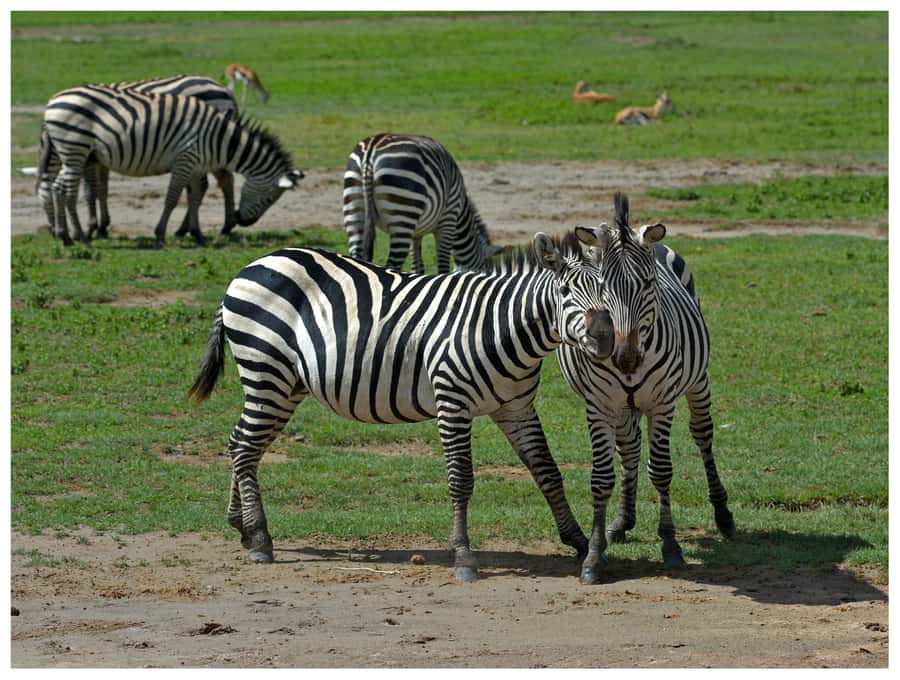 From Zanzibar: Mikumi National Park Guided Safari - Key points to know before you book
