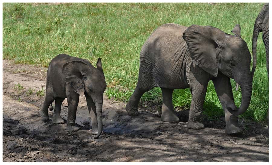 From Zanzibar: Mikumi National Park Guided Safari - A bush lunch at about 12:30 p.m.