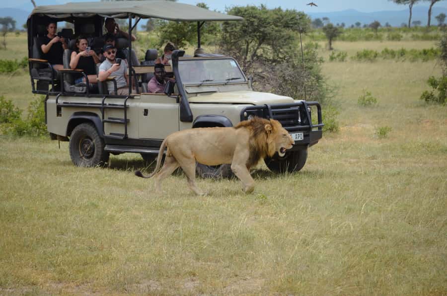 From Zanzibar: Mikumi National Park Guided Safari - Guide quality, language, and communication