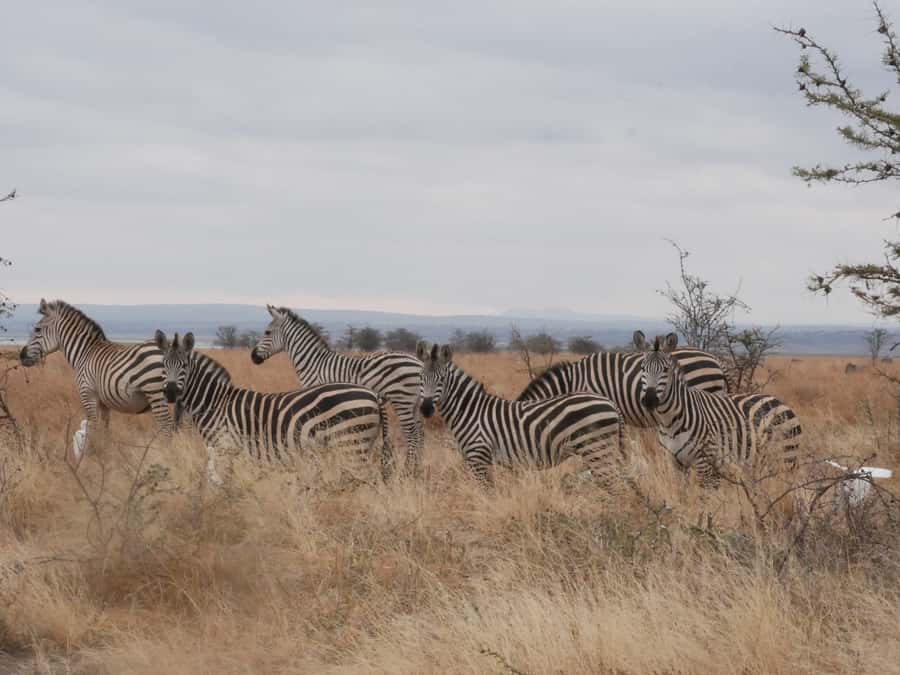 From Zanzibar: Nyerere National Park Game Drive with Lunch - Key points to know before you book