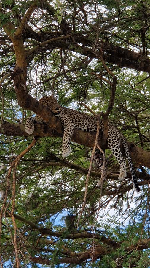 From Zanzibar: Nyerere National Park Game Drive with Lunch - Who should book this safari