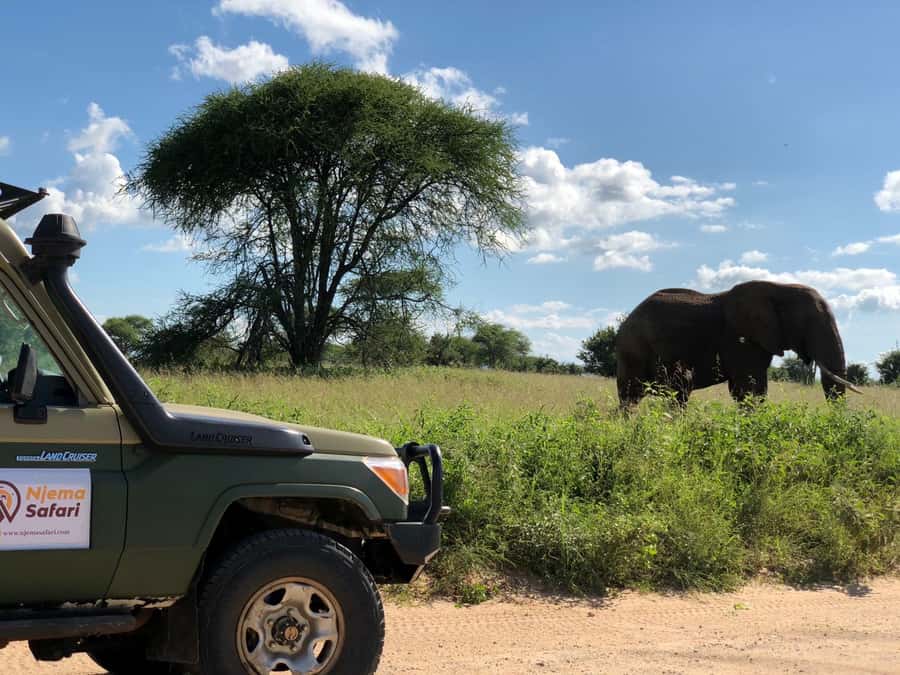 From Zanzibar: Nyerere National Park Game Drive with Lunch - Why the Zanzibar to Nyerere flight matters
