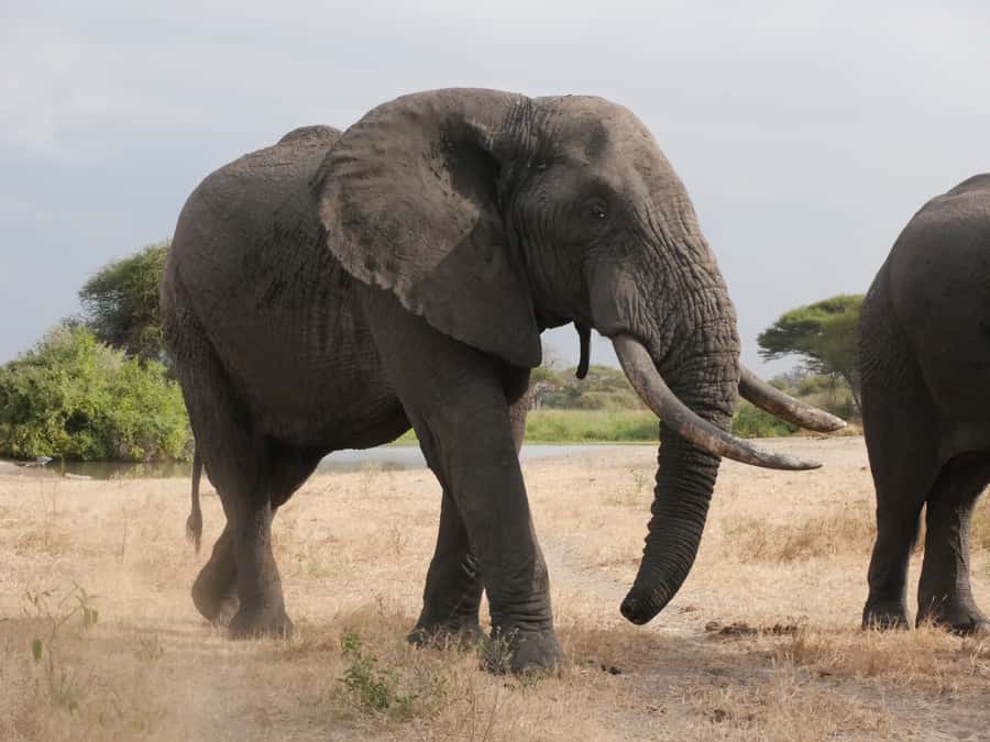 From Zanzibar: Nyerere National Park Game Drive with Lunch - Eight hours among Nyerere’s wildlife
