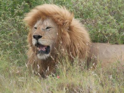 From Zanzibar: Nyerere National Park Game Drive with Lunch