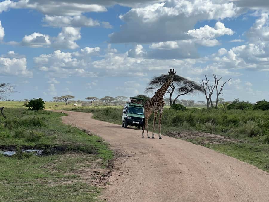 From Zanzibar: Nyerere National Park Game Drive with Lunch - The afternoon drive and flight home