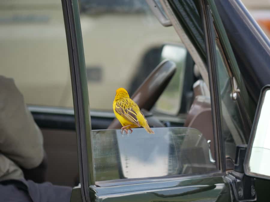 From Zanzibar: Nyerere National Park Game Drive with Lunch - The guide and vehicle can shape the day