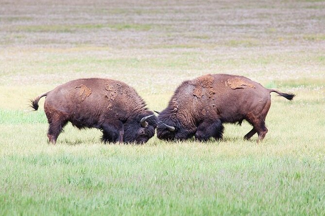 Full Day Best Of Yellowstone National Park Tour From Big Sky - Hayden Valley for wildlife watching