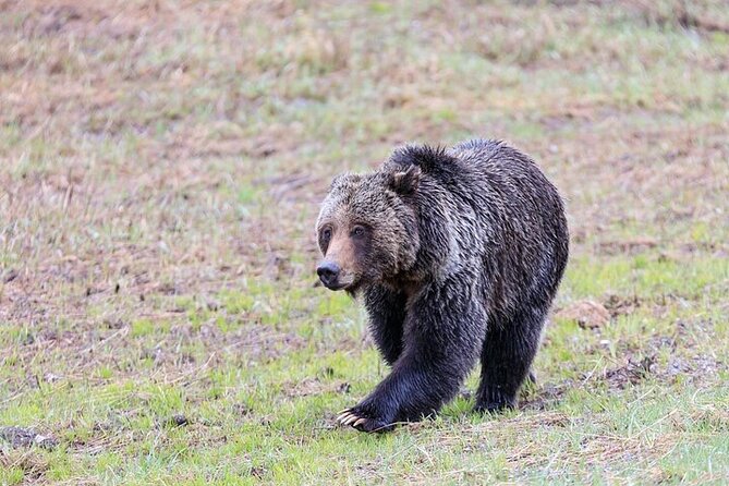 Full Day Best Of Yellowstone National Park Tour From Big Sky - Yellowstone Lake and the park’s volcanic plumbing