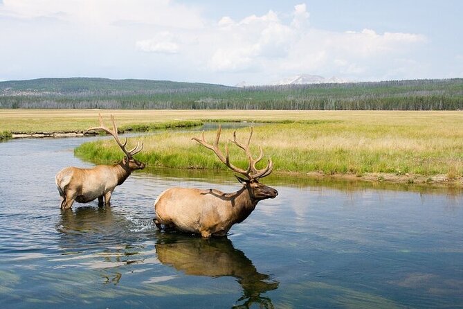 Full Day Best Of Yellowstone National Park Tour From Big Sky - Grand Prismatic Spring and the thermal basins