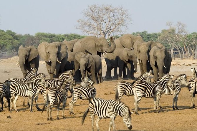 Full Day Chobe National Park Big 5 Safari - Why Chobe works so well as a day trip from Victoria Falls