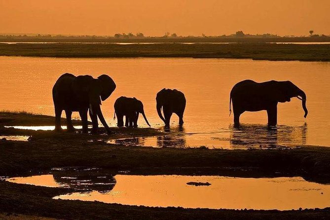Full Day Chobe National Park Big 5 Safari - The boat cruise: Chobe from the water