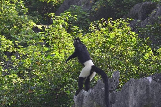 Full-Day Cuc Phuong National Park Hiking Tour - Key points to know before you book