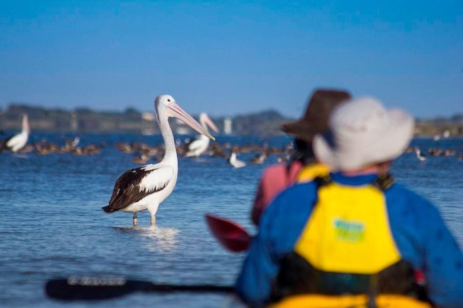Full Day Kayaking Tour in Coorong National Park - Birdlife, seals, and the quiet rewards of paddling