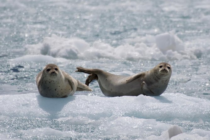 Full-Day Kenai Fjords National Park Cruise - Aialik Bay and the cruise’s main reward