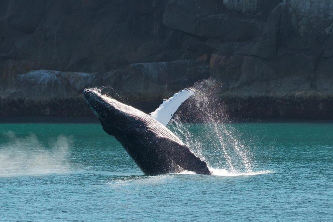 Full-Day Kenai Fjords National Park Cruise - Seabirds, sea lions, and the outer coast