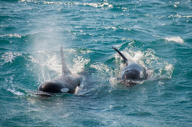 Full-Day Kenai Fjords National Park Cruise - Whale watching comes with no guarantees