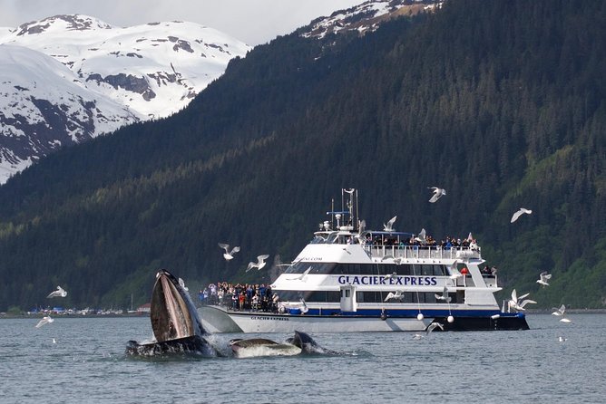 Full-Day Kenai Fjords National Park Cruise - Prepare for the Gulf of Alaska