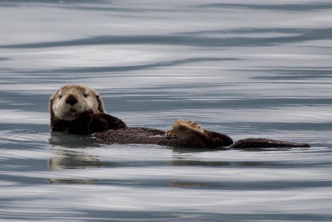 Full-Day Kenai Fjords National Park Northwestern Cruise - Why Northwestern Fjord makes this cruise different