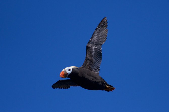 Full-Day Kenai Fjords National Park Northwestern Cruise - Chiswell Islands or Cape Resurrection