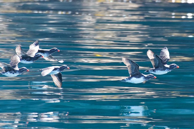 Full-Day Kenai Fjords National Park Northwestern Cruise - Harris Bay and the open-water search