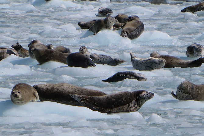 Full-Day Kenai Fjords National Park Northwestern Cruise - Entering the remote Northwestern Fjord