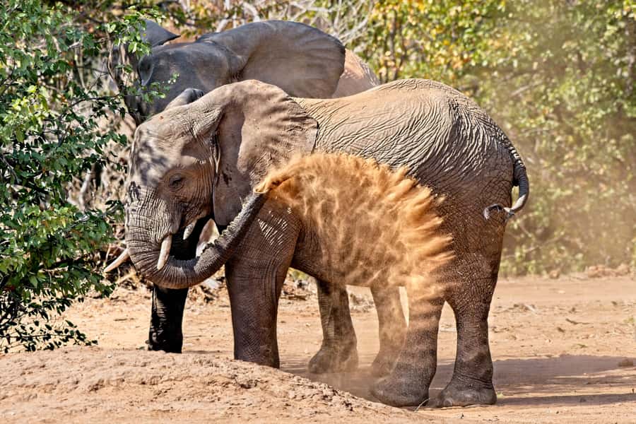 Full-Day Private Big 5 Safari in Kruger National Park - Comfort, limits, and who should book