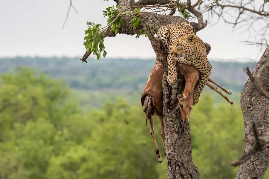 Full-Day Private Big 5 Safari in Kruger National Park - Why the private format changes the safari