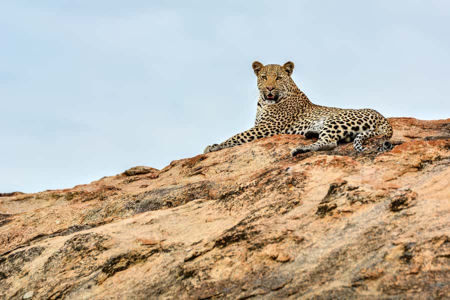 Full-Day Private Big 5 Safari in Kruger National Park - The first drive: predators, tracks, and cold morning air