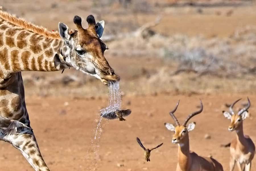 Full-Day Private Big 5 Safari in Kruger National Park - Bush coffee with a view