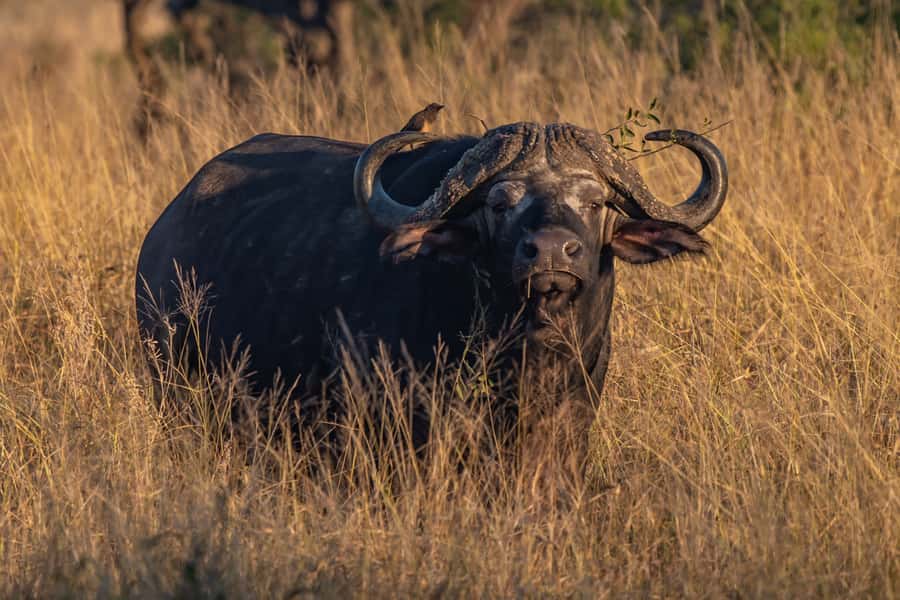 Full-Day Private Big 5 Safari in Kruger National Park - Late breakfast and a change of area