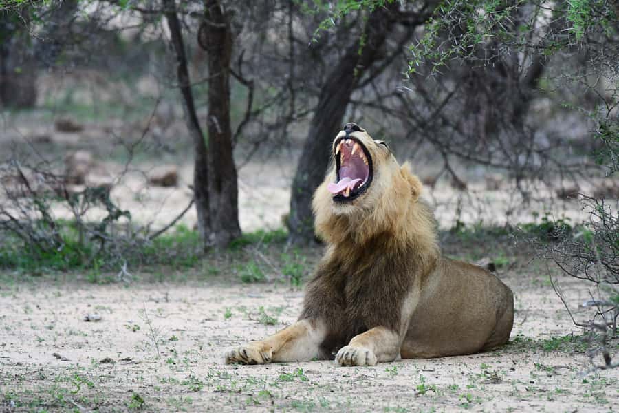 Full-Day Private Big 5 Safari in Kruger National Park - Waterholes and riverbanks after lunch