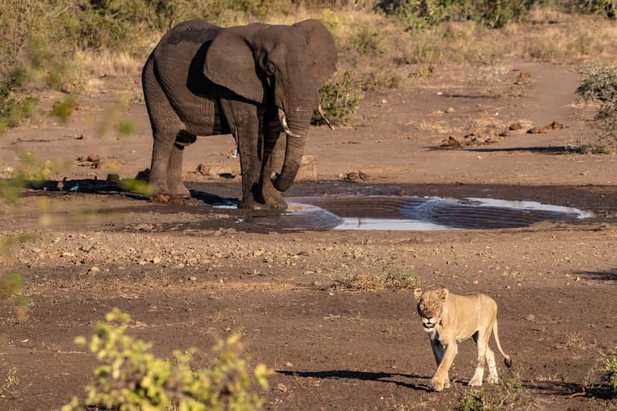 Full-Day Private Big 5 Safari in Kruger National Park - How good are the Big Five chances?