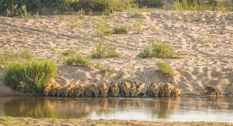 Full-Day Private Big 5 Safari in Kruger National Park - The value of $399 for a private group