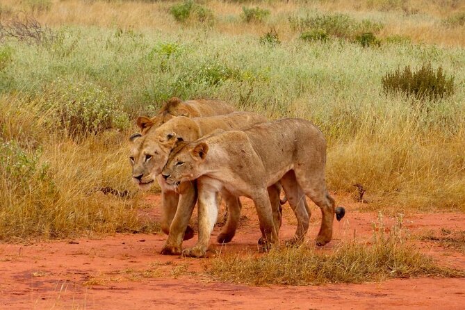 Full Day Private Tour of Tsavo East National Park from Mombasa - Why Tsavo East works as a one-day safari from Mombasa