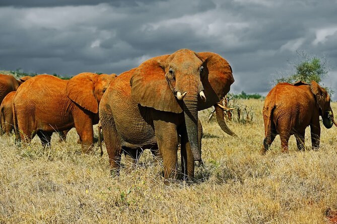 Full Day Private Tour of Tsavo East National Park from Mombasa - The afternoon game drive and the limits of luck