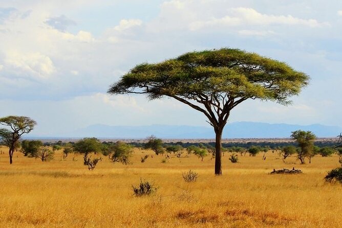 Full Day Private Tour of Tsavo East National Park from Mombasa - Guides make the largest difference