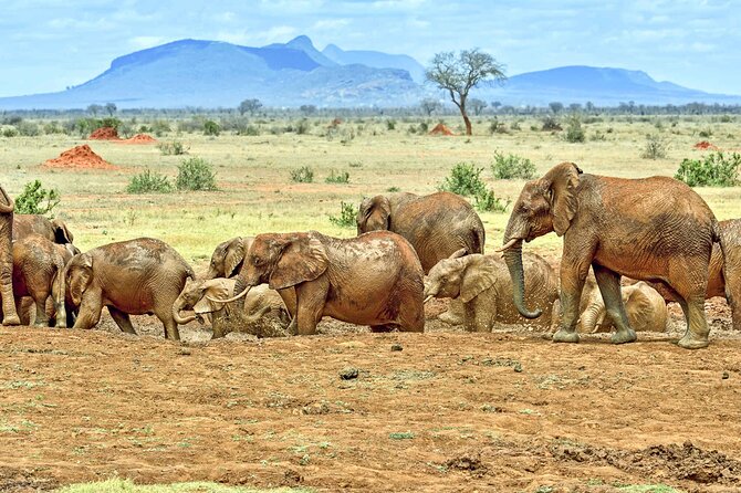 Full Day Private Tour of Tsavo East National Park from Mombasa - Entering through Bachuma Gate